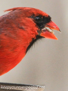 cardinal (1 of 1)