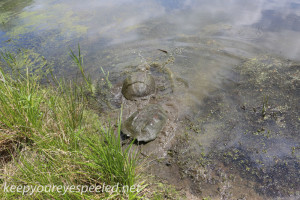 snapping turtle and PPL Wetlands  (26 of 26)