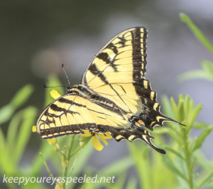 Upper lehigh swallowtail butterfly 156 (1 of 1)