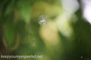 PPL Wetlands web and feather (1 of 1)