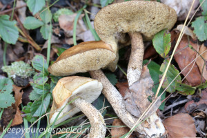 Mushroom walk (16 of 25)
