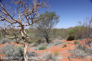 Uluru Desert Gardens hike -22