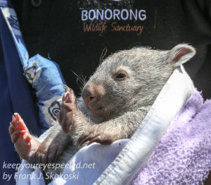Bonorong Wombat-4