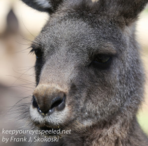 Bonorong kangaroo-31