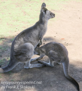 Bonorong kangaroo-41