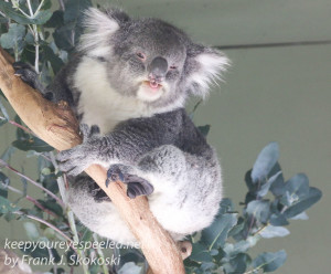 Bonorong koala-8