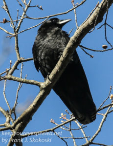 northern raven April 272016 -4