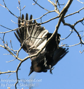 northern raven   April 272016 -5