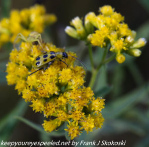 insect on ragweed flower