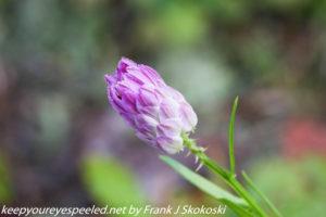 purple wild flower 