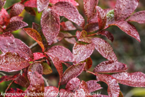 bright red blueberry leaves 