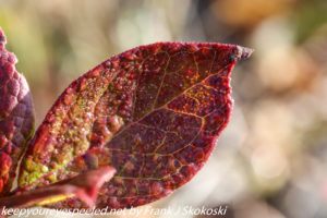 red blueberry leaf