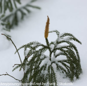 snow covered evergreen plant 