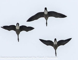 Canada geese in flight 