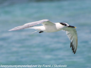 tern in flight 
