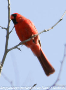 male cardinal in tree branch 