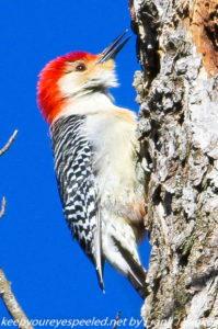 red bellied woodpecker on tree trunk 