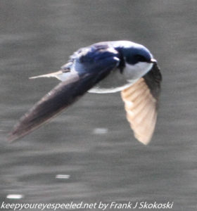 tree swallow in flight 