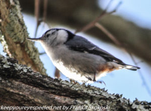 red breasted nuthatch on tree 