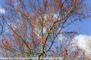 budding red maple tree 