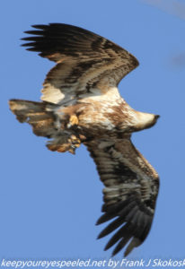 immature bald eagle in flight 