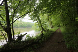 tree lined trail along river