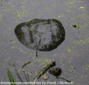 snapping turtle submerged in water 