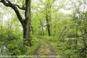 lush green trees on trail 