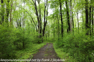 lush green trees along trail 