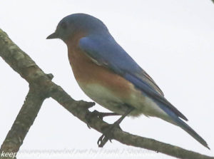blue bird on tree branch