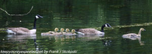 geese with gosling on lake 