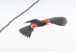 red winged black bird in flight
