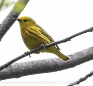yellow warbler on tree branch