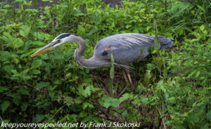 great blue heron along canal 