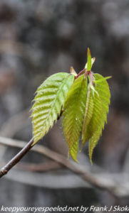 young birch leaves 