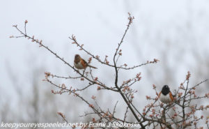 male and female towhees on branch 